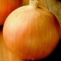Allium Cepa Yellow Round Onions Vegetables 2000 Seeds