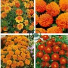 Bonsai French Marigold Tagetes Patula Annual Flower 100 Seeds