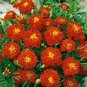 Bonsai French Marigold Tagetes Patula Annual Flower 100 Seeds