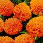 Bonsai French Marigold Tagetes Patula Annual Flower 100 Seeds