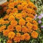 Bonsai French Marigold Tagetes Patula Annual Flower 100 Seeds