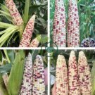 Purple Glutinous Maize Corn 200 Seeds
