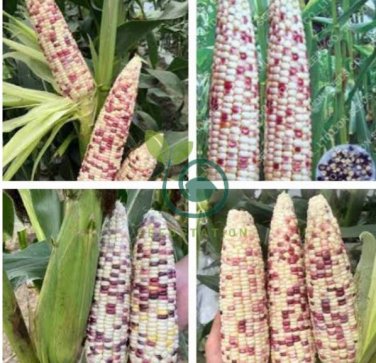 Purple Glutinous Maize Corn 200 Seeds
