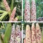 Purple Glutinous Maize Corn 200 Seeds