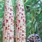 Purple Glutinous Maize Corn 200 Seeds