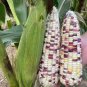 Purple Glutinous Maize Corn 200 Seeds