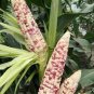 Purple Glutinous Maize Corn 200 Seeds