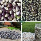Popcorn Shaman's Blue Zea Mays 200 Seeds