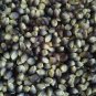 Popcorn Shaman's Blue Zea Mays 200 Seeds