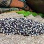 Popcorn Shaman's Blue Zea Mays 200 Seeds