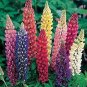 Russell Luplne Lupinus Orange Color  200 Seeds