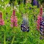 Russell Luplne Lupinus Orange Color  200 Seeds