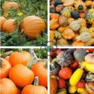 Gold 'Swan' Pumpkin Ornamental Edible Cucurbita 16 Seeds
