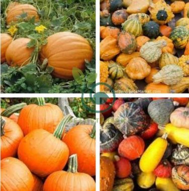 Gold 'Swan' Pumpkin Ornamental Edible Cucurbita 16 Seeds