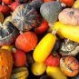 Gold 'Swan' Pumpkin Ornamental Edible Cucurbita 16 Seeds