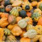 Gold 'Swan' Pumpkin Ornamental Edible Cucurbita 16 Seeds