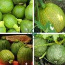 Heirloom Tatume Summer Squash Vegetables Organic 20 Seeds
