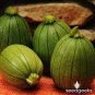 Heirloom Tatume Summer Squash Vegetables Organic 20 Seeds