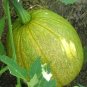 Heirloom Tatume Summer Squash Vegetables Organic 20 Seeds