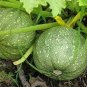 Heirloom Tatume Summer Squash Vegetables Organic 20 Seeds
