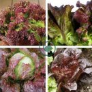 Red Iceberg Lettuce Heirloom Organic 4000 Seeds