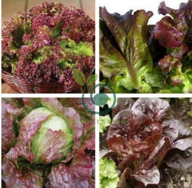 Red Iceberg Lettuce Heirloom Organic 4000 Seeds