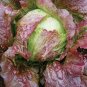 Red Iceberg Lettuce Heirloom Organic 4000 Seeds