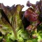 Red Iceberg Lettuce Heirloom Organic 4000 Seeds
