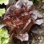 Red Iceberg Lettuce Heirloom Organic 4000 Seeds