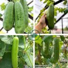 Rare Colorful Pumpkin 'Hua Hu Lu' Ornamental Edible Vegetable 20 Seeds