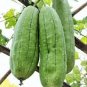Rare Colorful Pumpkin 'Hua Hu Lu' Ornamental Edible Vegetable 20 Seeds