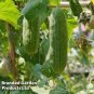 Rare Colorful Pumpkin 'Hua Hu Lu' Ornamental Edible Vegetable 20 Seeds