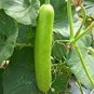 Rare Colorful Pumpkin 'Hua Hu Lu' Ornamental Edible Vegetable 20 Seeds