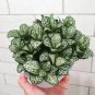 Fittonia verschaffeltii Garden 200 Seeds
