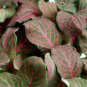 Fittonia verschaffeltii Garden 200 Seeds