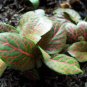 Fittonia verschaffeltii Garden 200 Seeds
