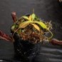Nepenthes Bongso 4 Seeds