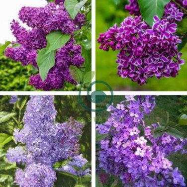 Purple White Lilac Bonsai Lilac Clove 200 Seeds