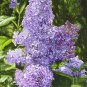 Purple White Lilac Bonsai Lilac Clove 200 Seeds