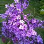 Purple White Lilac Bonsai Lilac Clove 200 Seeds
