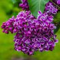 Purple White Lilac Bonsai Lilac Clove 200 Seeds