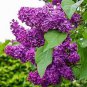 Purple White Lilac Bonsai Lilac Clove 200 Seeds