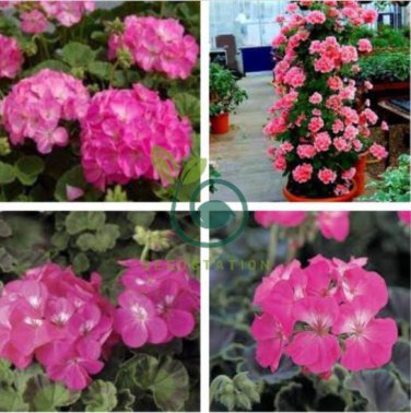 Geranium Pelargonium Potted Bonsai Flower 100 Seeds