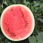 Chinese Gift Watermelon Hybrid Yellow Peel Red Watermelon 20 Seeds