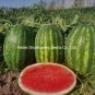 Chinese Gift Watermelon Hybrid Yellow Peel Red Watermelon 20 Seeds