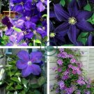 Clematis Vine Flower Purplish Red Color 200 Seeds