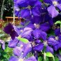 Clematis Vine Flower Purplish Red Color 200 Seeds