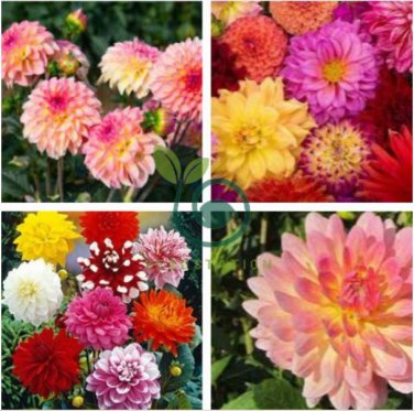 Type Flower Dahlia Pachyderms Flower Plant 44 Seeds