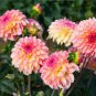 Type Flower Dahlia Pachyderms Flower Plant 44 Seeds