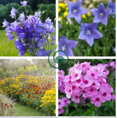Rare the Himalayas Green Ball Flax 100 Seeds